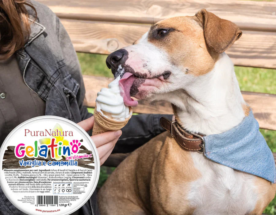 Il Gelato per Cani Fa Bene? Tutto Quello che Devi Sapere (E Cosa Evitare)